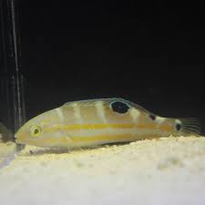 Image result for Halichoeres radiatus