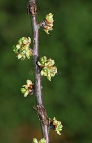Attēlu rezultāti vaicājumam “Cerasus bud”