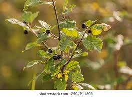 Attēlu rezultāti vaicājumam “Frangula alnus fruit”