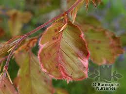 Attēlu rezultāti vaicājumam “Fagus sylvatica fo. purpurea leaf”