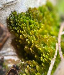 Attēlu rezultāti vaicājumam “Odontoschisma sphagni”