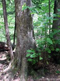 Attēlu rezultāti vaicājumam “Tilia americana”
