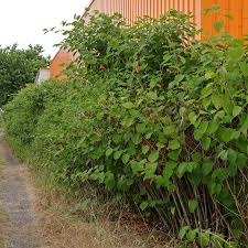 Attēlu rezultāti vaicājumam “Reynoutria japonica”
