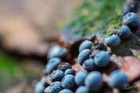 Attēlu rezultāti vaicājumam “Physarum penetrale macro”