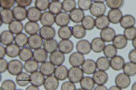 Attēlu rezultāti vaicājumam “Physarum leucophaeum spores”
