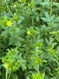 Attēlu rezultāti vaicājumam “Potentilla norvegica flower”