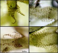 Attēlu rezultāti vaicājumam “Lophocolea coadunata”