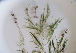 Attēlu rezultāti vaicājumam “Stuckenia pectinata leaf”