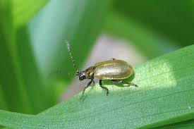 Attēlu rezultāti vaicājumam “Lochmaea caprea”