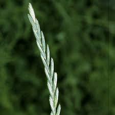 Attēlu rezultāti vaicājumam “Elytrigia repens subsp. arenosa”