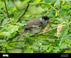 Attēlu rezultāti vaicājumam “Sylvia atricapilla male”