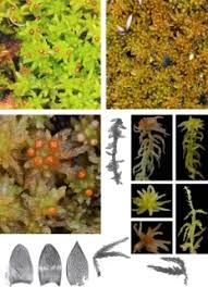 Attēlu rezultāti vaicājumam “Sphagnum tenellum”