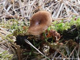Attēlu rezultāti vaicājumam “Polyporus brumalis”