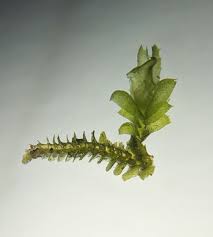 Attēlu rezultāti vaicājumam “Lophocolea coadunata”