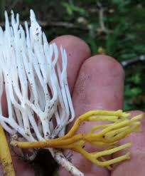 Attēlu rezultāti vaicājumam “Clavulinopsis cinerioides”