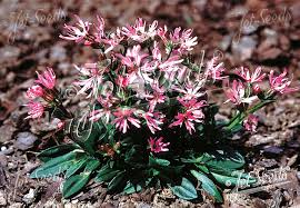 Image result for Lychnis flos-cuculi