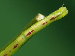 Attēlu rezultāti vaicājumam “Chloroclysta siterata”