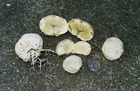 Attēlu rezultāti vaicājumam “Clathrus ruber”