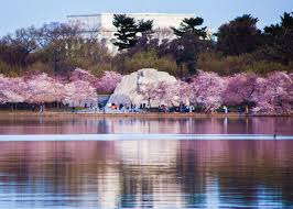 Image result for "cherry blossom" washington