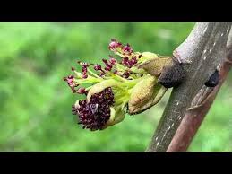 Attēlu rezultāti vaicājumam “Fraxinus excelsior Pendula bud”