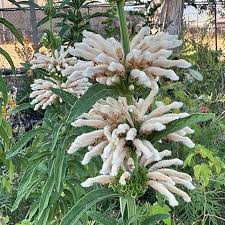Attēlu rezultāti vaicājumam “Leonurus quinquelobatus flower”