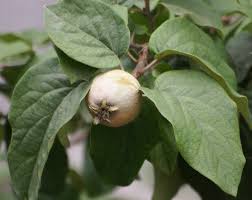 Attēlu rezultāti vaicājumam “Cydonia oblonga fruit”