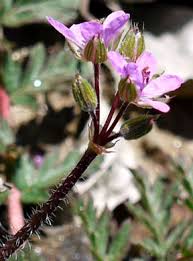 Attēlu rezultāti vaicājumam “Erodium cicutarium bud”
