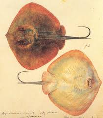 Image result for Dasyatis pastinaca