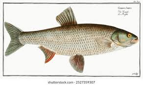 Image result for Aspius aspius