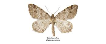 Attēlu rezultāti vaicājumam “Macaria signaria”