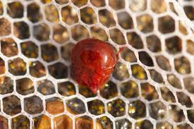 Attēlu rezultāti vaicājumam “Hydrachna”