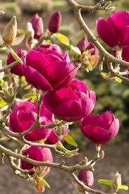 Attēlu rezultāti vaicājumam “Magnolia x soulangeana”