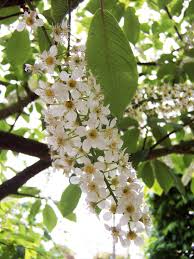Attēlu rezultāti vaicājumam “Prunus (bird-cherry tree)”
