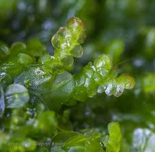 Attēlu rezultāti vaicājumam “Lejeunea cavifolia”