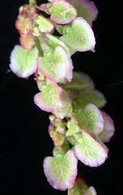 Attēlu rezultāti vaicājumam “Rumex acetosa flower”