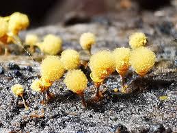 Attēlu rezultāti vaicājumam “Hemitrichia calyculata spores”