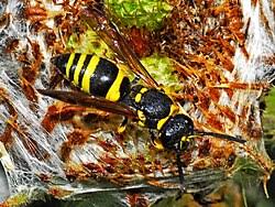 Attēlu rezultāti vaicājumam “Ancistrocerus sp. male”