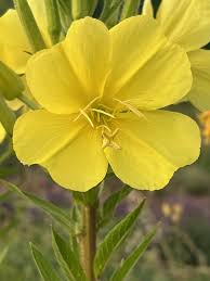 Image result for Oenothera biennis