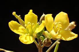 Attēlu rezultāti vaicājumam “Diplotaxis tenuifolia bud”