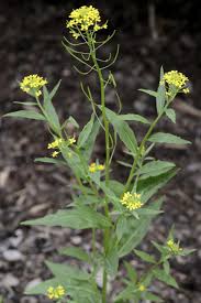 Attēlu rezultāti vaicājumam “Erysimum cheiranthoides leaf”