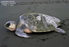 Image result for Lepidochelys olivacea