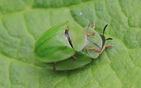 Attēlu rezultāti vaicājumam “Cassida”