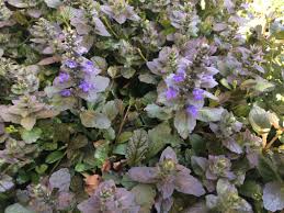 Attēlu rezultāti vaicājumam “Ajuga reptans flower”