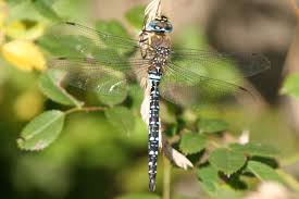 Attēlu rezultāti vaicājumam “Aeshna mixta”