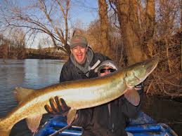 Image result for Esox masquinongy