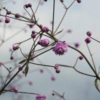 Attēlu rezultāti vaicājumam “Thalictrum aquilegifolium bud”