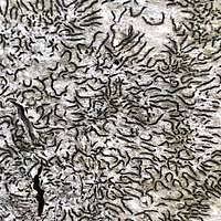 Attēlu rezultāti vaicājumam “Graphis scripta”