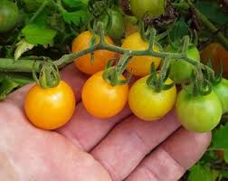 Afbeeldingsresultaat voor broad ripple yellow currant tomato