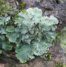 Attēlu rezultāti vaicājumam “Punctelia subrudecta”