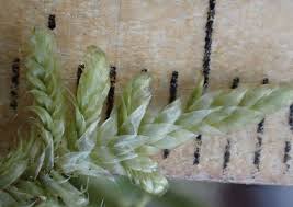 Attēlu rezultāti vaicājumam “Hypnum jutlandicum”